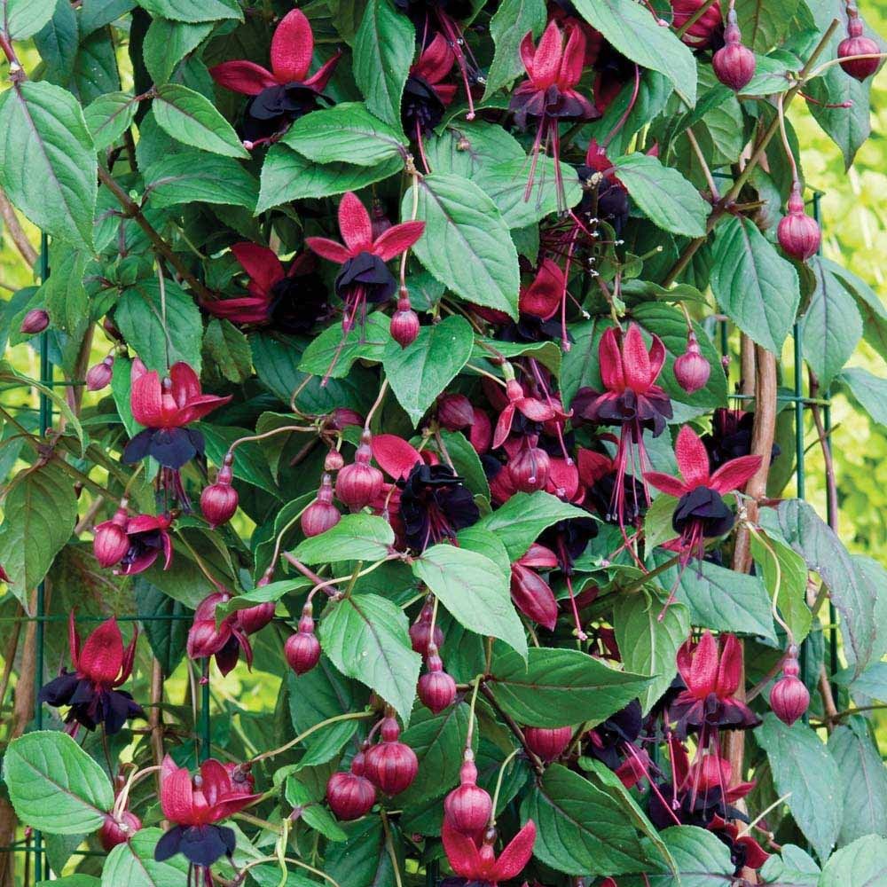 Garden Whisper Shop 34 Garden Whisper Shop -Garden Whisper Shop 5517fdaf4e378