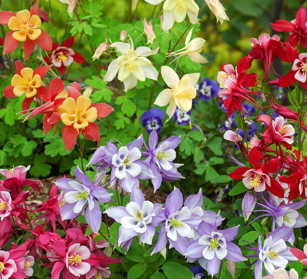 Garden Whisper Shop 4 Garden Whisper Shop -Garden Whisper Shop AQUI MRSSCOELL L243634