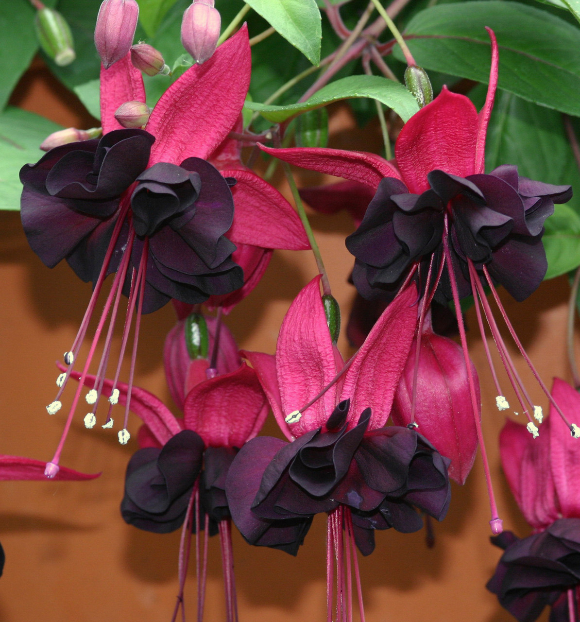 Garden Whisper Shop 33 Garden Whisper Shop -Garden Whisper Shop Fuchsia Blacky 0008179 2 07730
