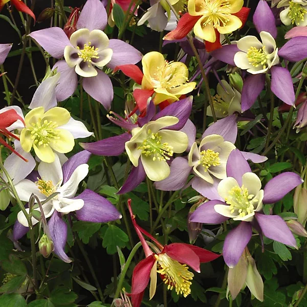 Garden Whisper Shop 3 Garden Whisper Shop -Garden Whisper Shop aquilegia caerulea mrs scott elliott 1 litre potted plant x 25057554044887 06c MP
