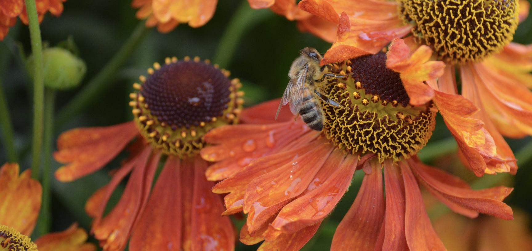 Garden Whisper Shop -Garden Whisper Shop dsc 0570 0
