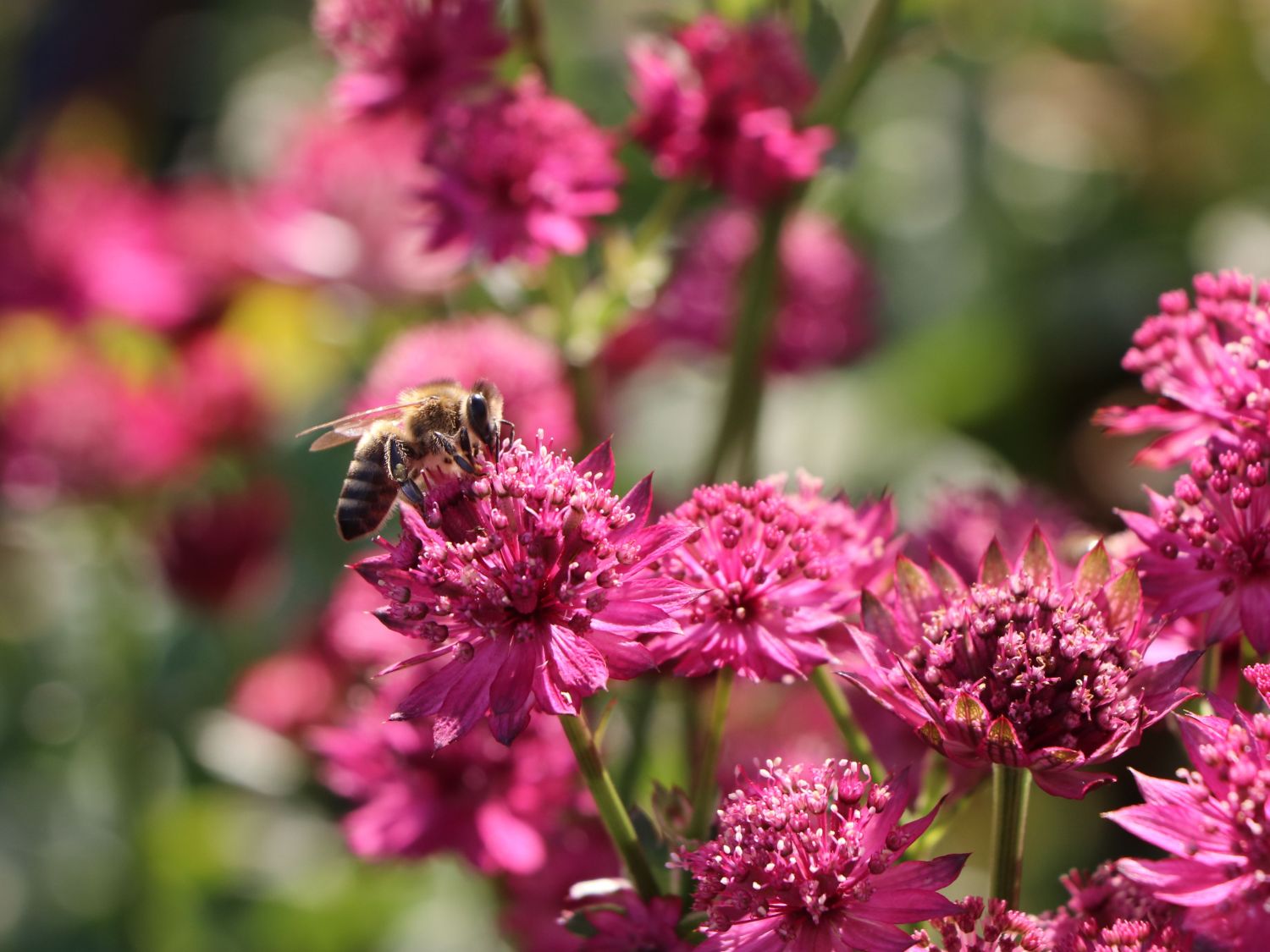 Garden Whisper Shop 19 Garden Whisper Shop -Garden Whisper Shop sterndolde venice m061712 w 4